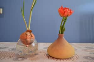 Лук и тюльпан на столе