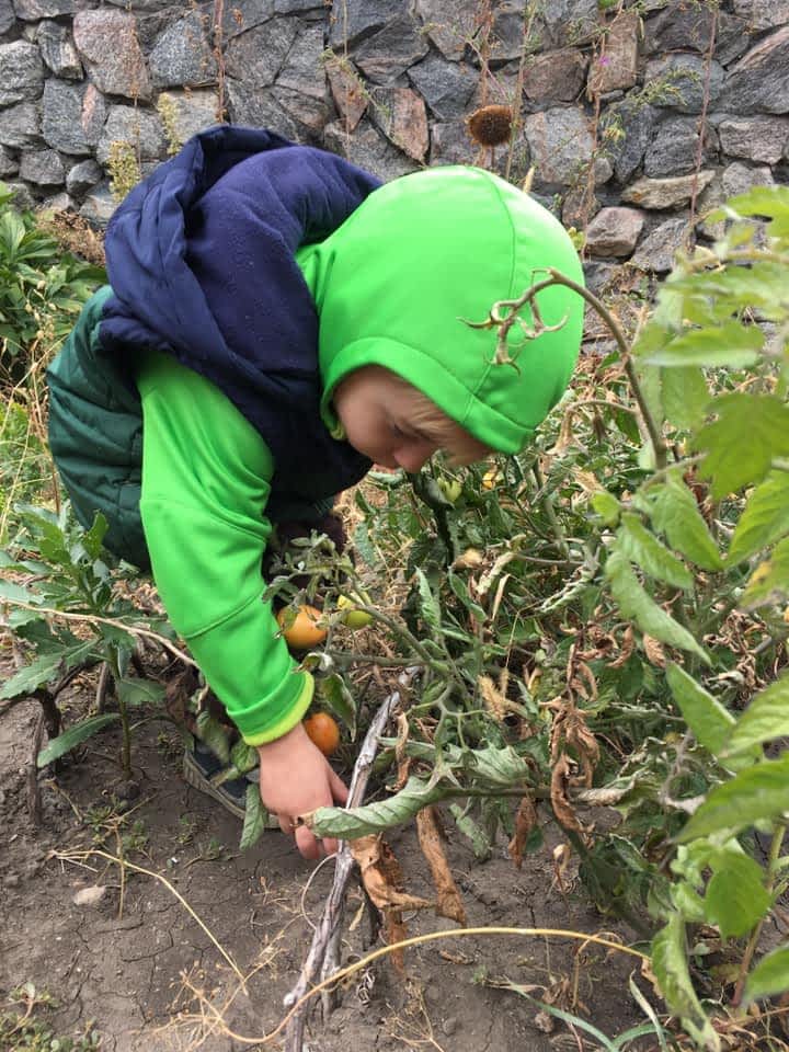 Ребенок собирает урожай